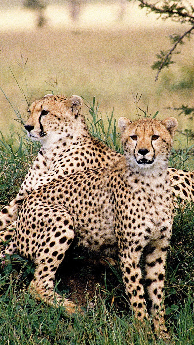 Обои Гепард, кошачьих, Леопард, наземные животные, живая природа в разрешении 750x1334