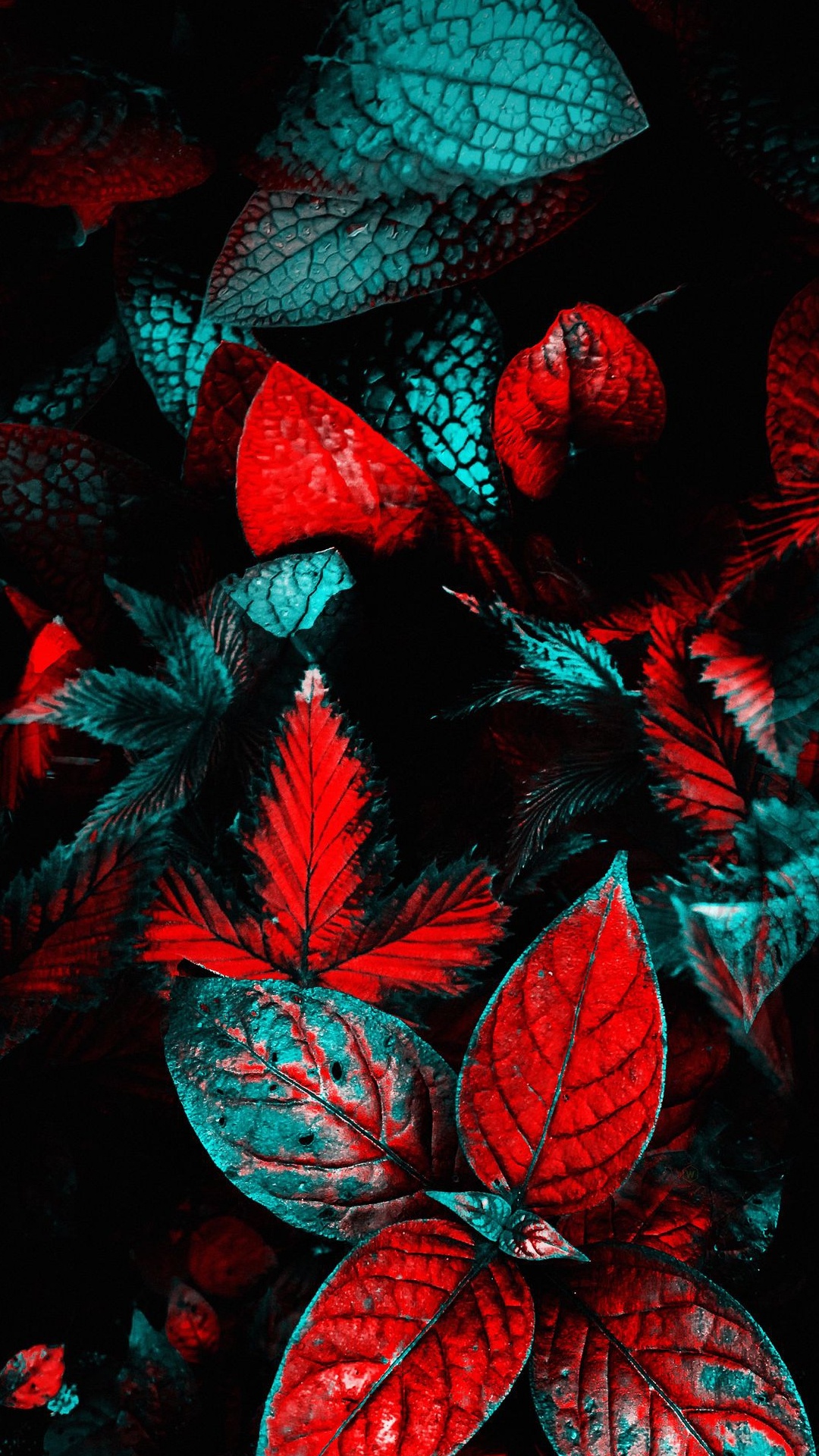 Обои лист, растение, наука, биология, красный цвет в разрешении 1080x1920