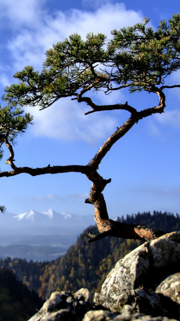 Обои дерево, растительность, древесные растения, ветвь, растение в разрешении 720x1280