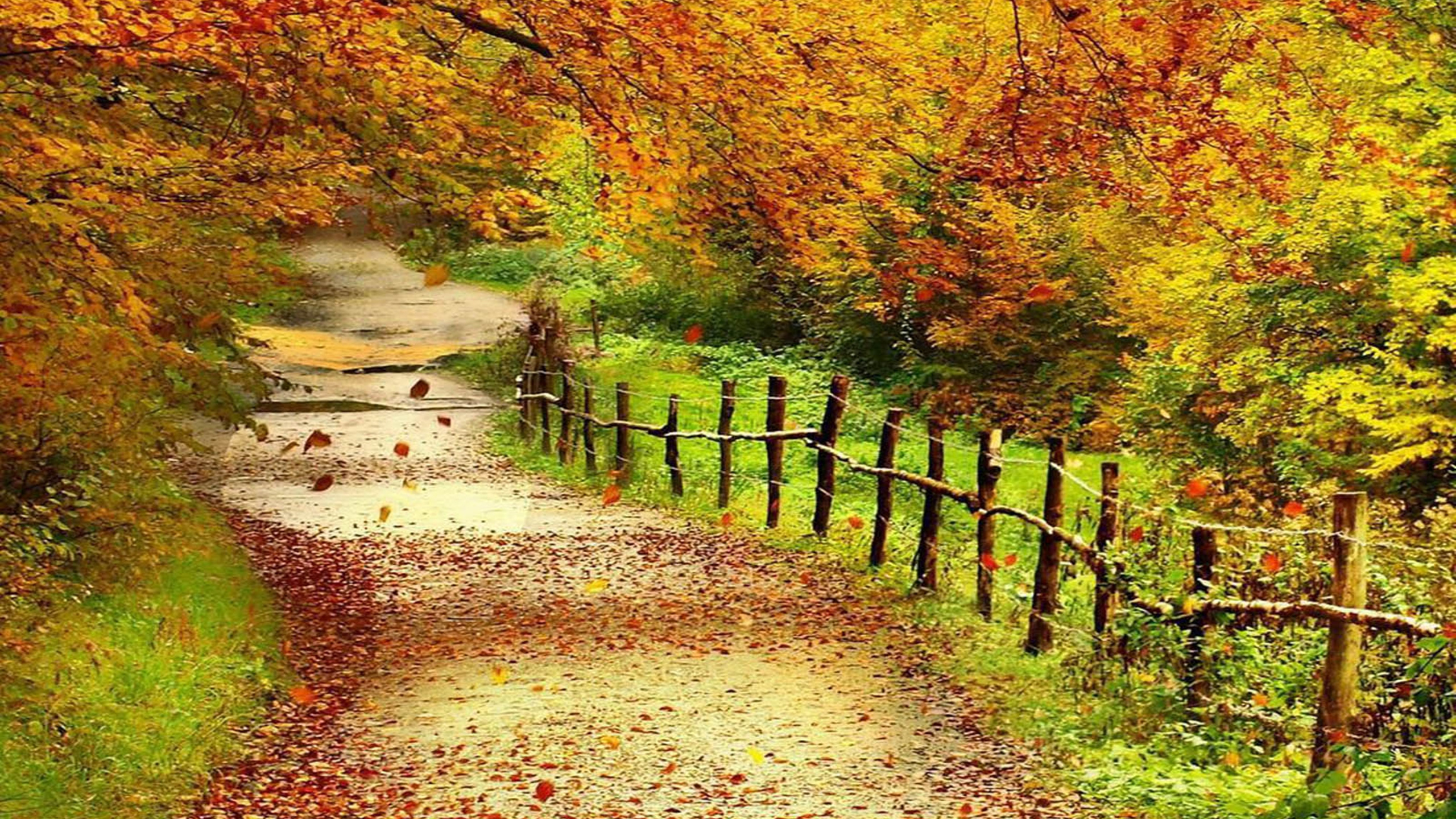 Fall scenes. Осень. Осенний пейзаж. Осенняя тропинка. Обои осень.