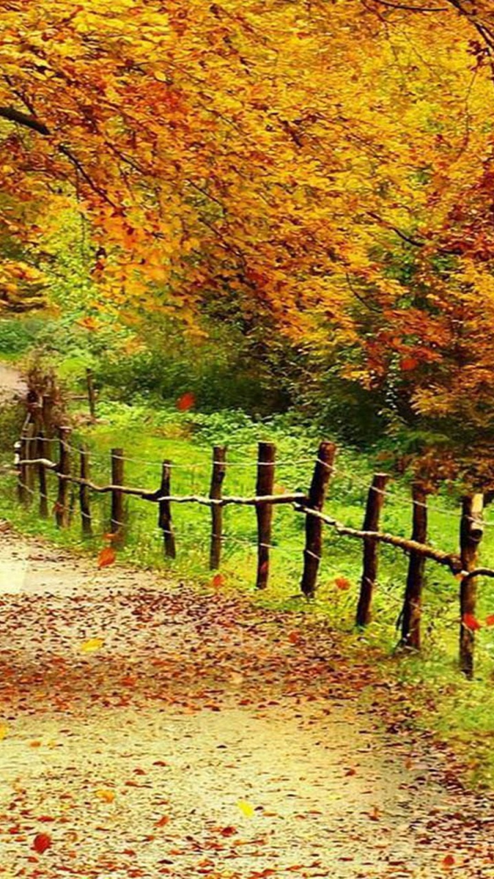 Обои природа, лист, осень, листопадные, лесистая местность в разрешении 720x1280