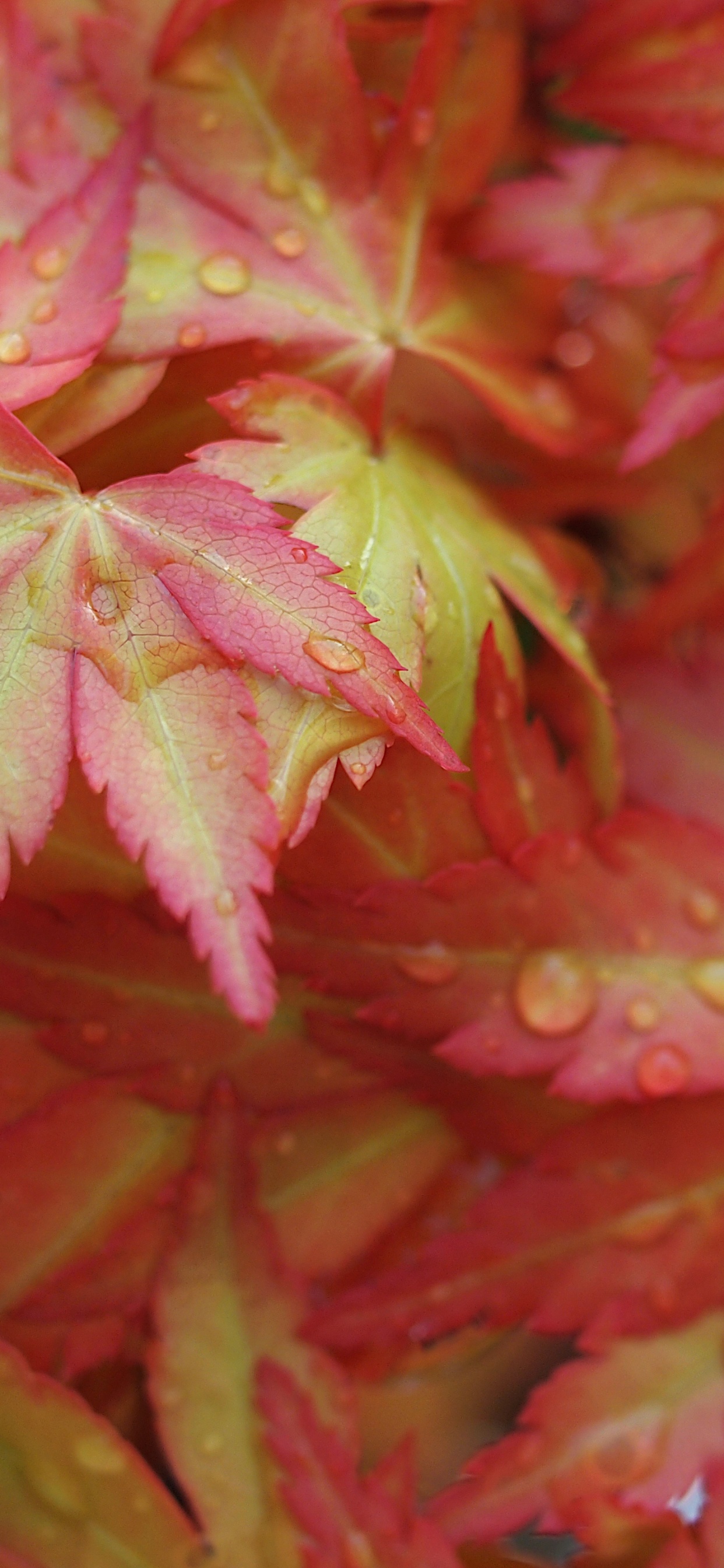 Обои лист, японский клен, красный клен, кленовый лист, осень в разрешении 1242x2688