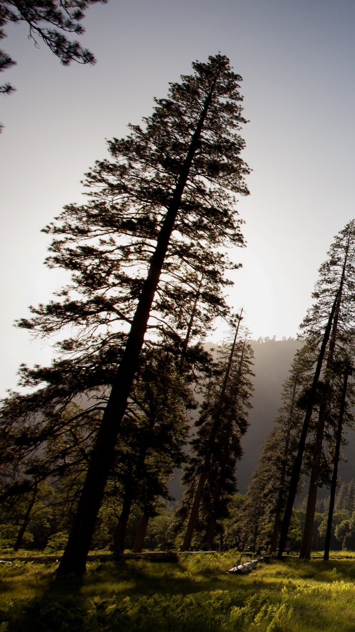 Обои Эль-капитан, OS X El Capitan, природа, горный рельеф, дерево в разрешении 720x1280