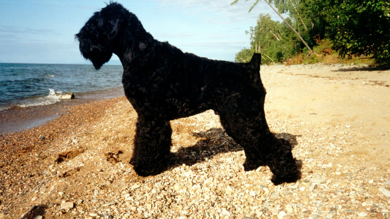 Обои испанская водяная собака, собака породы, собака, помеси собак, породистые собаки в разрешении 1366x768