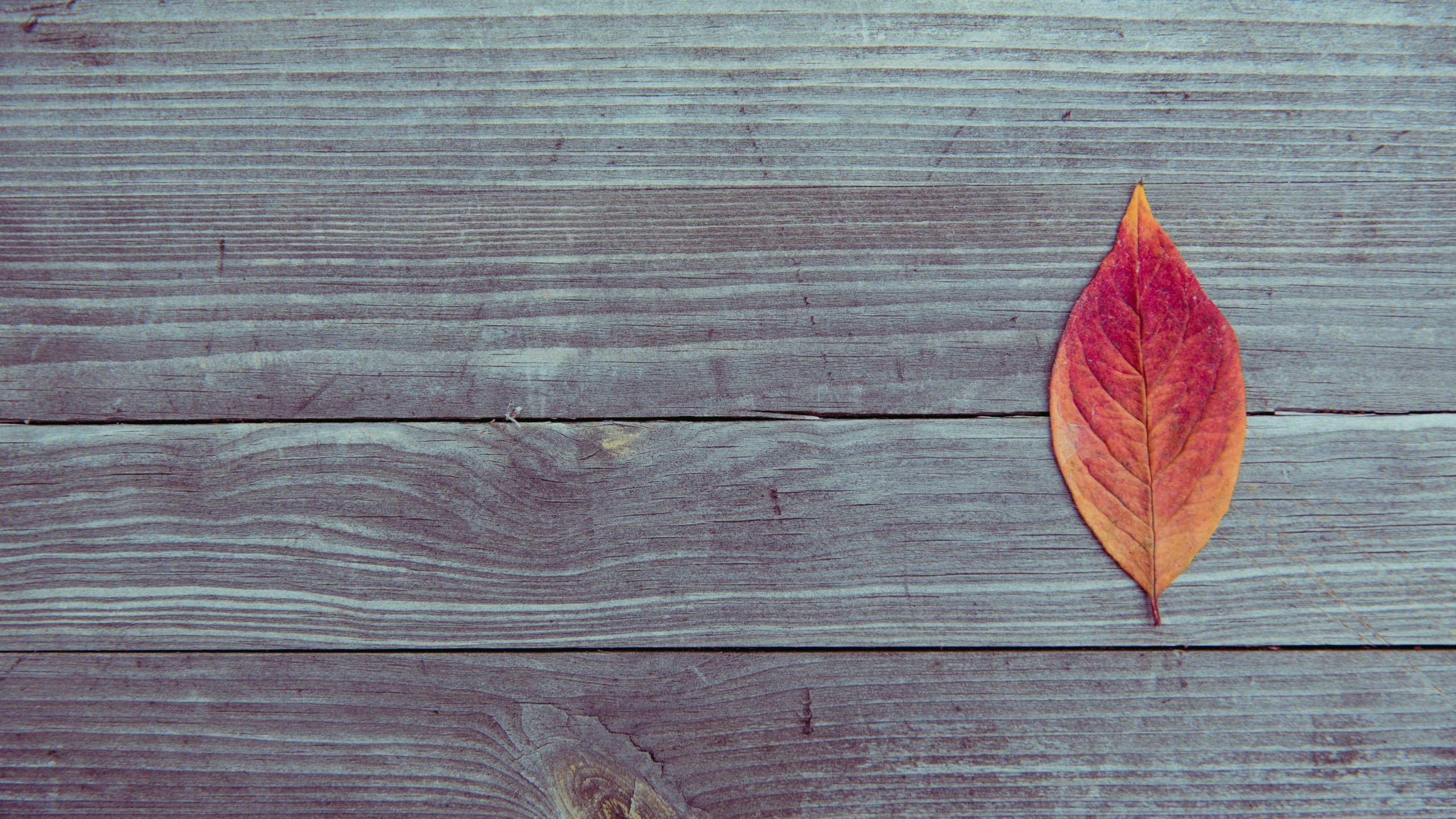 Обои лист, древесина, растение, Microsoft Surface, завод в разрешении 2560x1440