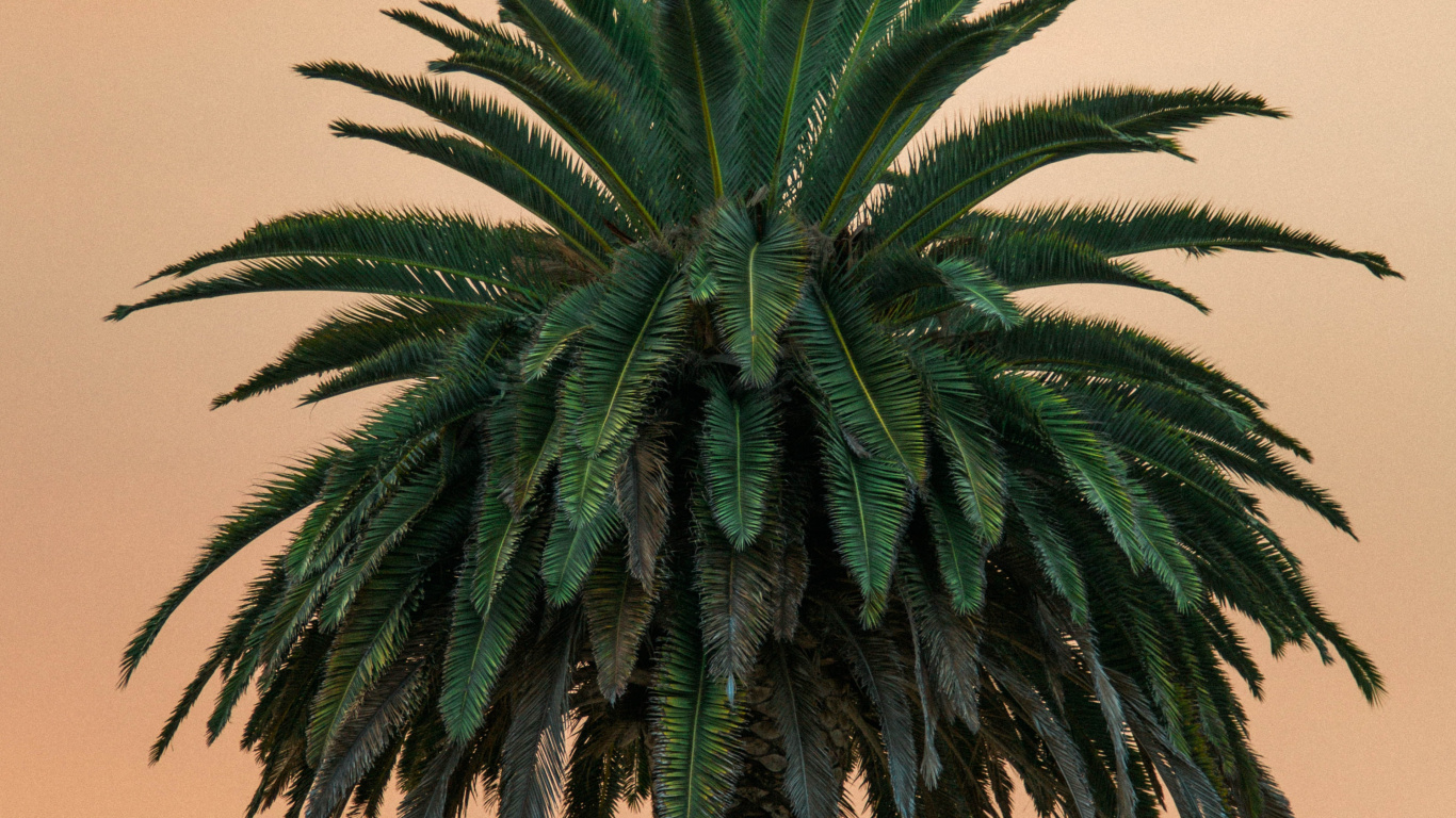 Обои тропик, за неприятности, нет вахала ремикс, soundcloud, песня в разрешении 1366x768