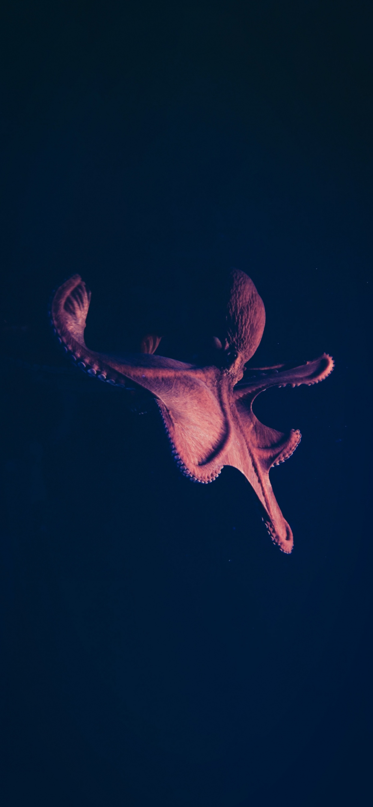 Обои темнота, морская биология, электрик, арт, событие в разрешении 1242x2688