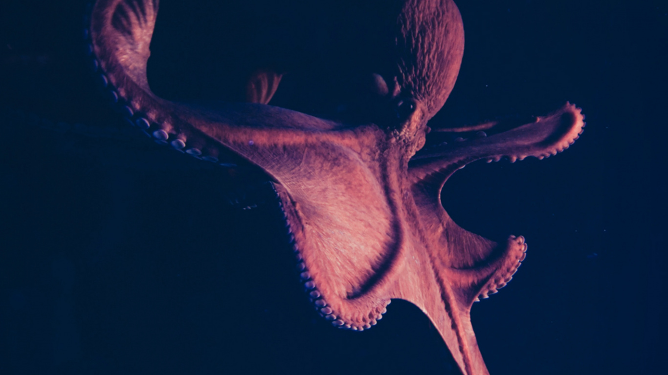 Обои темнота, морская биология, электрик, арт, событие в разрешении 1366x768