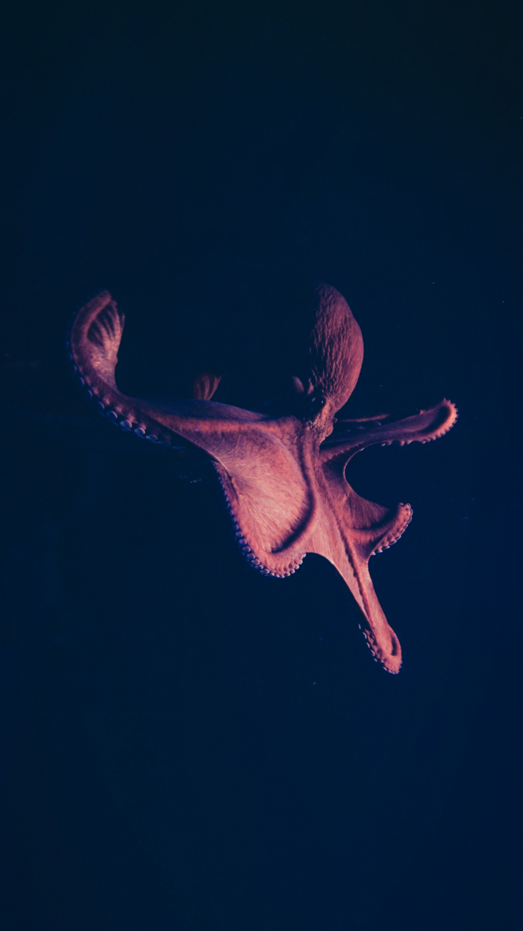 Обои темнота, морская биология, электрик, арт, событие в разрешении 750x1334