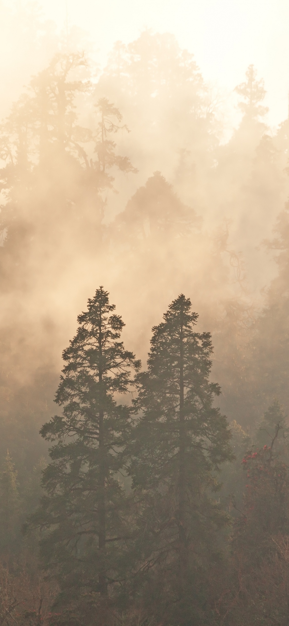 Обои туман, мгла, лес, дымка, дерево в разрешении 1125x2436