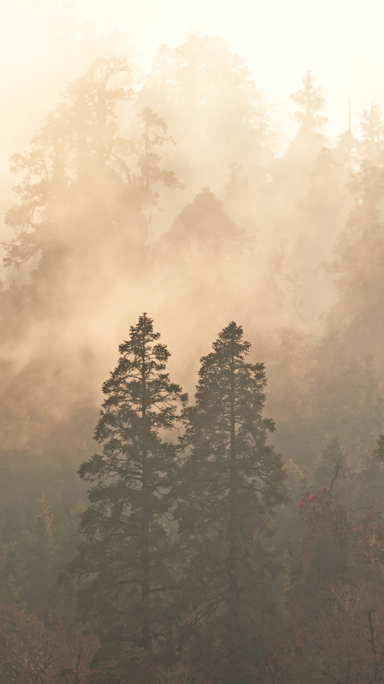 Обои туман, мгла, лес, дымка, дерево в разрешении 750x1334