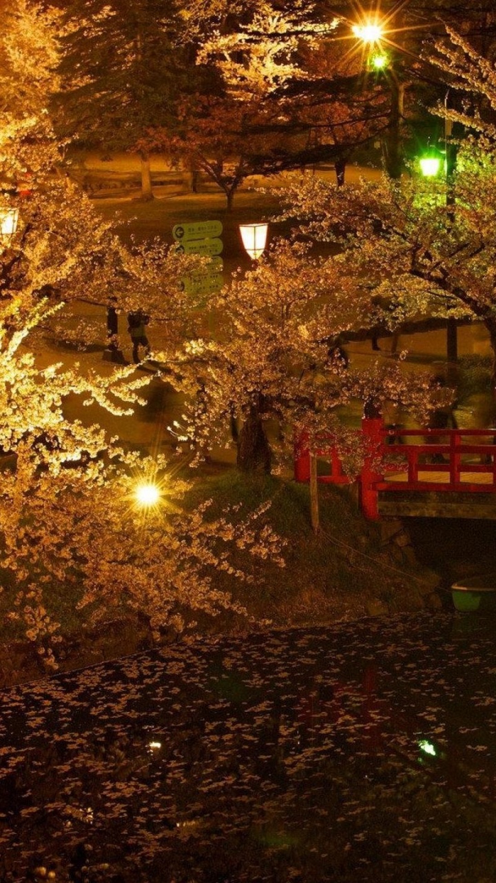 Обои природа, дерево, ночь, освещение, лист в разрешении 720x1280