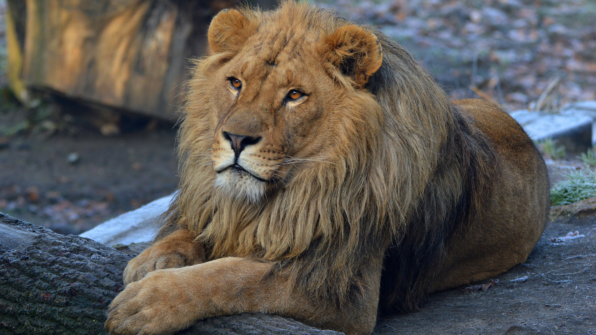 Обои Лев, волосы, живая природа, масаи Лев, кошачьих в разрешении 1920x1080