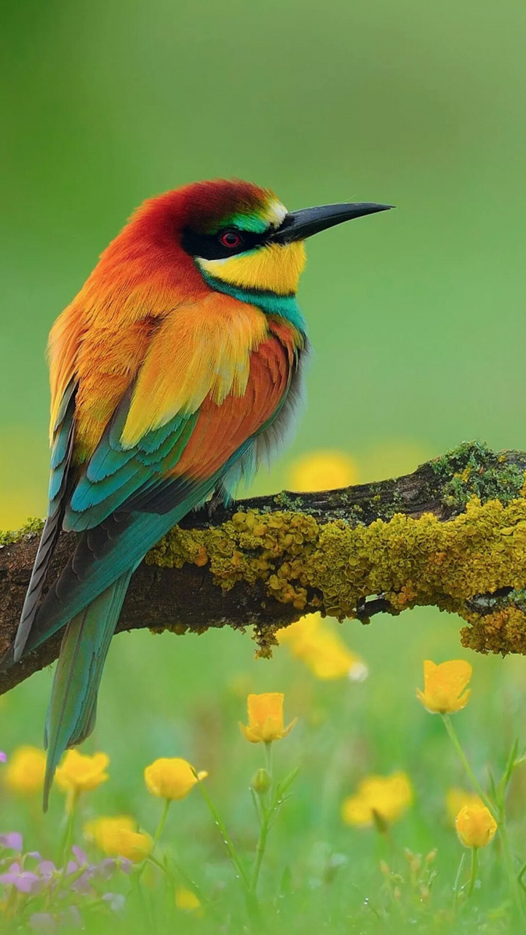 Обои Elephone,  Elephone P8, Неразлучник, Радужная щурка, Опоясанный зимородок в разрешении 750x1334