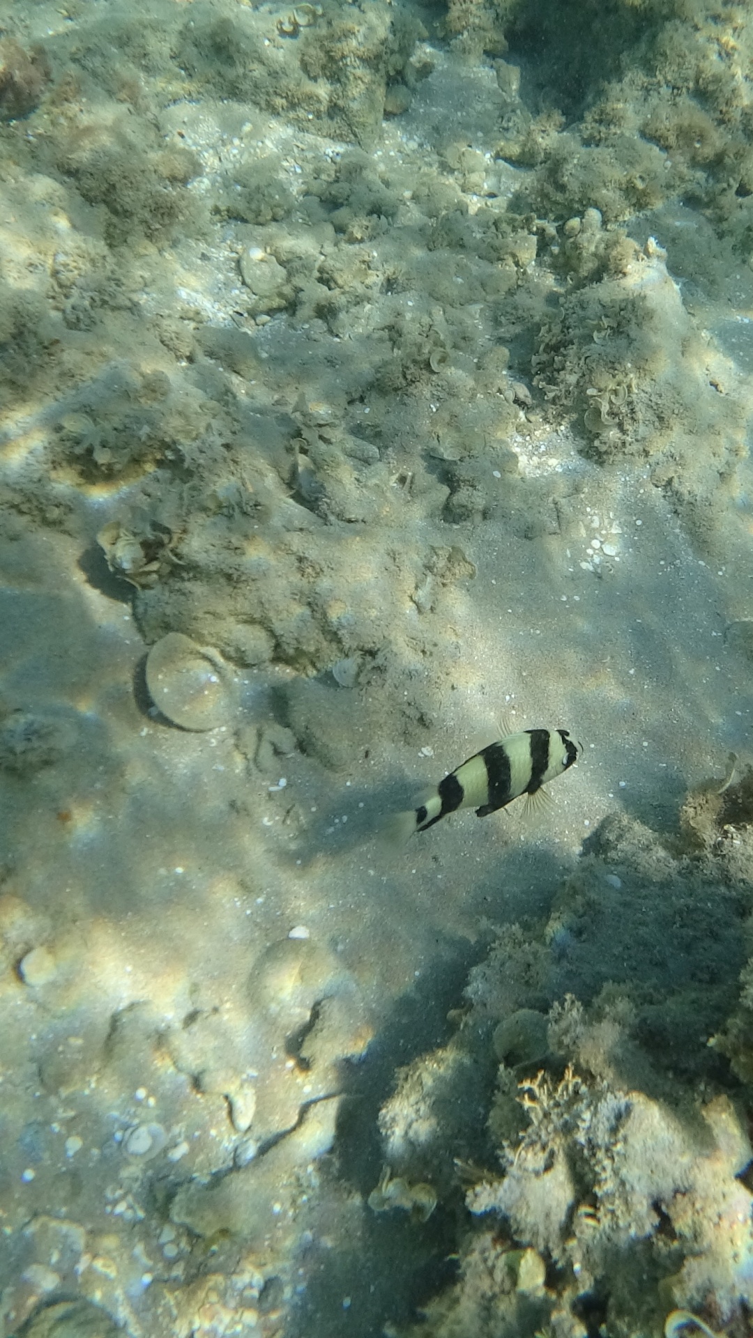 Обои вода, экосистема, морская биология, морские беспозвоночные, жидкость в разрешении 1080x1920