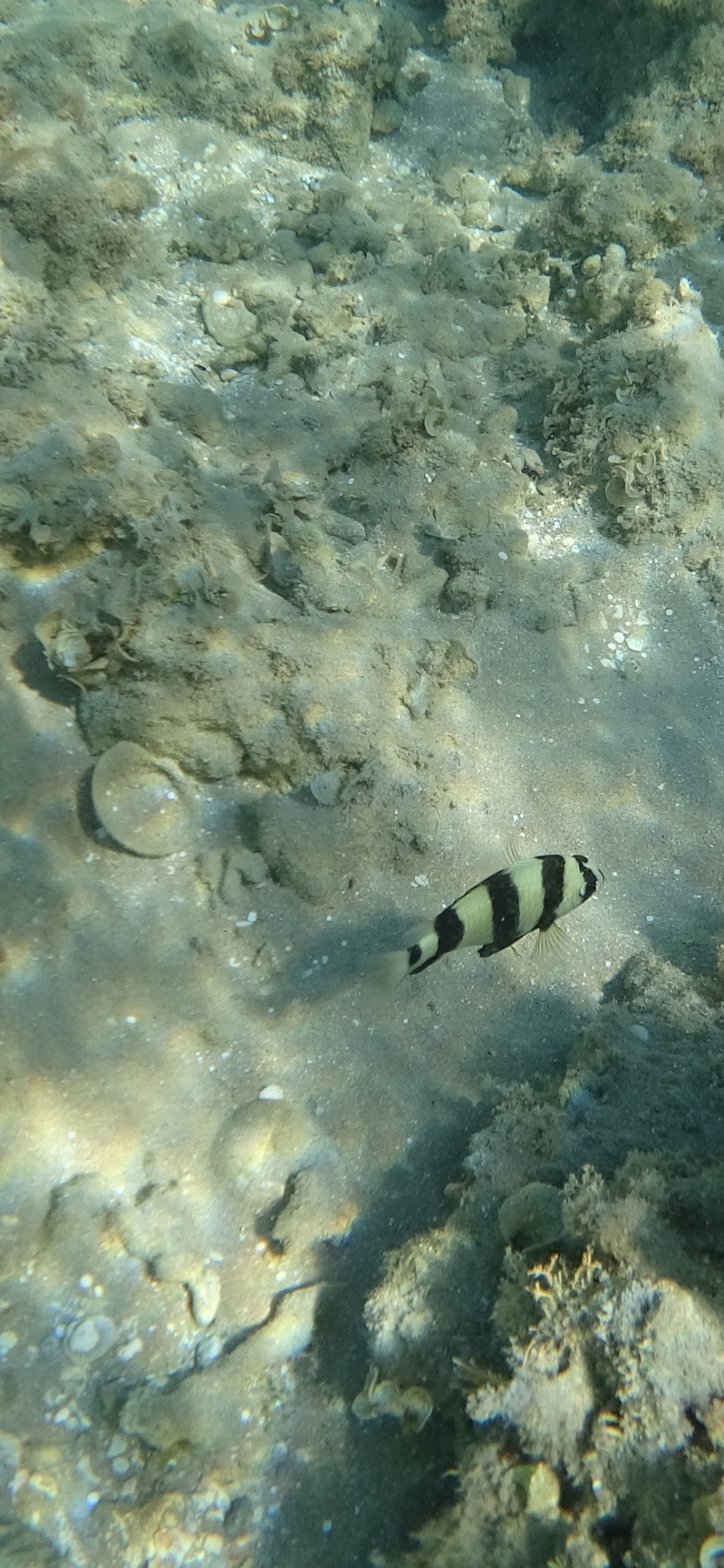 Обои вода, экосистема, морская биология, морские беспозвоночные, жидкость в разрешении 1125x2436