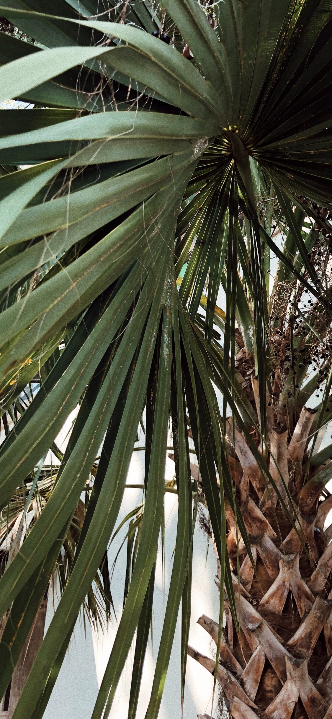 Обои borassus flabellifer, рассада, Бабассу, финиковая пальма, растительность в разрешении 1125x2436