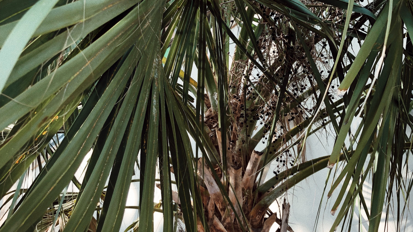 Обои borassus flabellifer, рассада, Бабассу, финиковая пальма, растительность в разрешении 1366x768