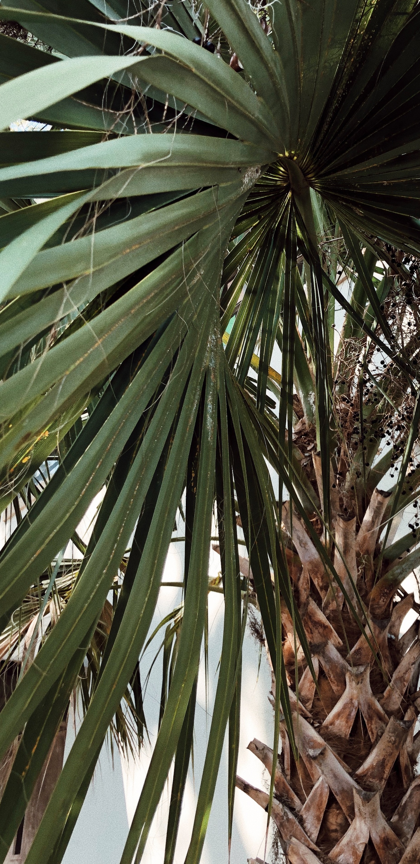 Обои borassus flabellifer, рассада, Бабассу, финиковая пальма, растительность в разрешении 1440x2960