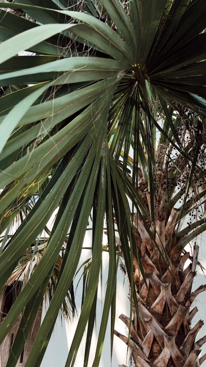 Обои borassus flabellifer, рассада, Бабассу, финиковая пальма, растительность в разрешении 720x1280