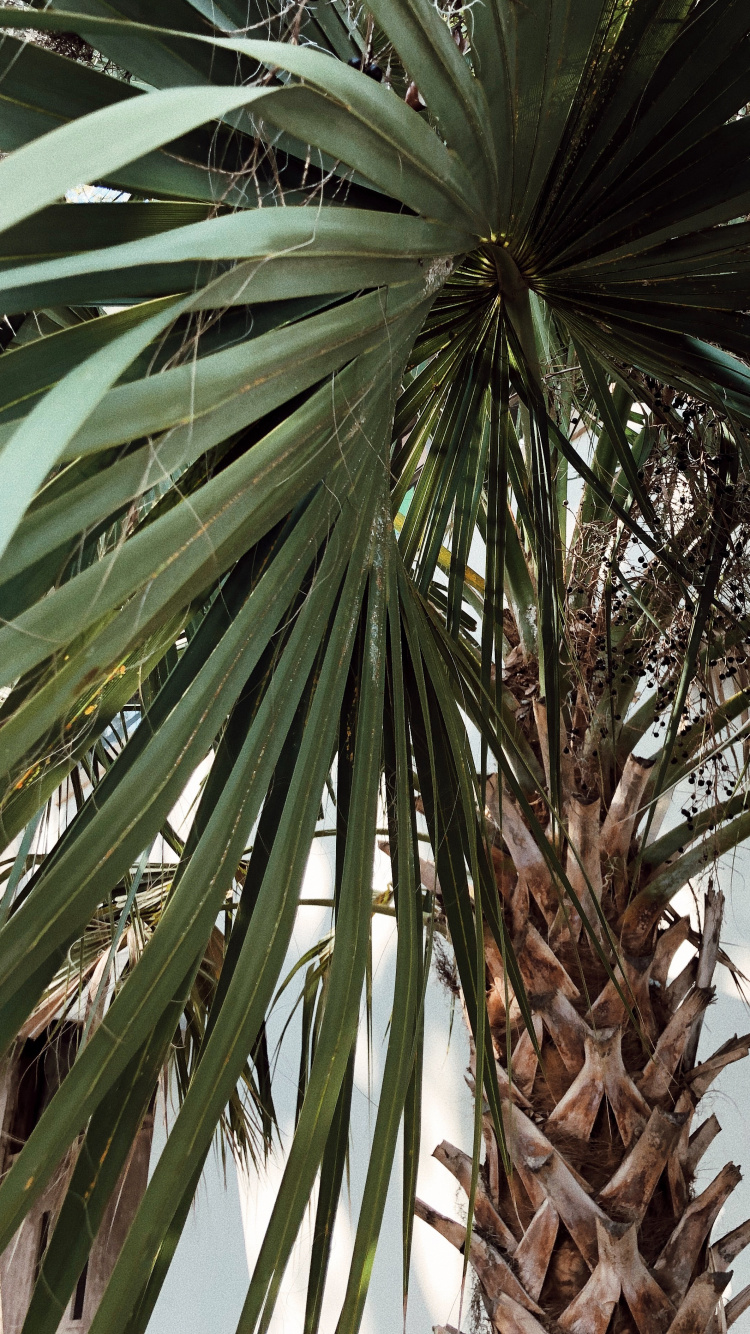 Обои borassus flabellifer, рассада, Бабассу, финиковая пальма, растительность в разрешении 750x1334