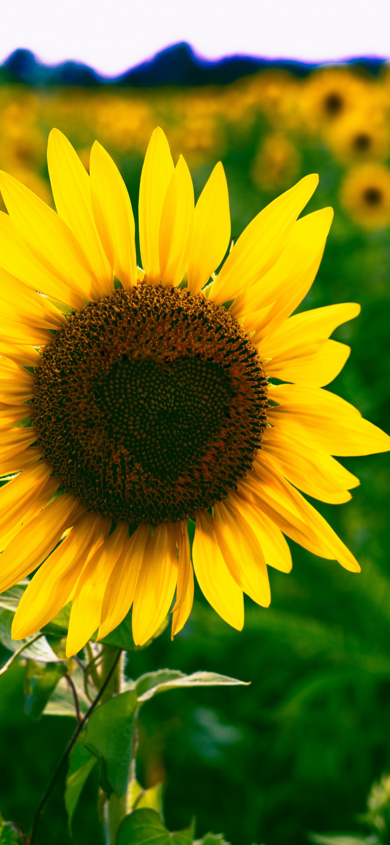 Обои цветок, цветковое растение, желтый, растение, лепесток в разрешении 1242x2688