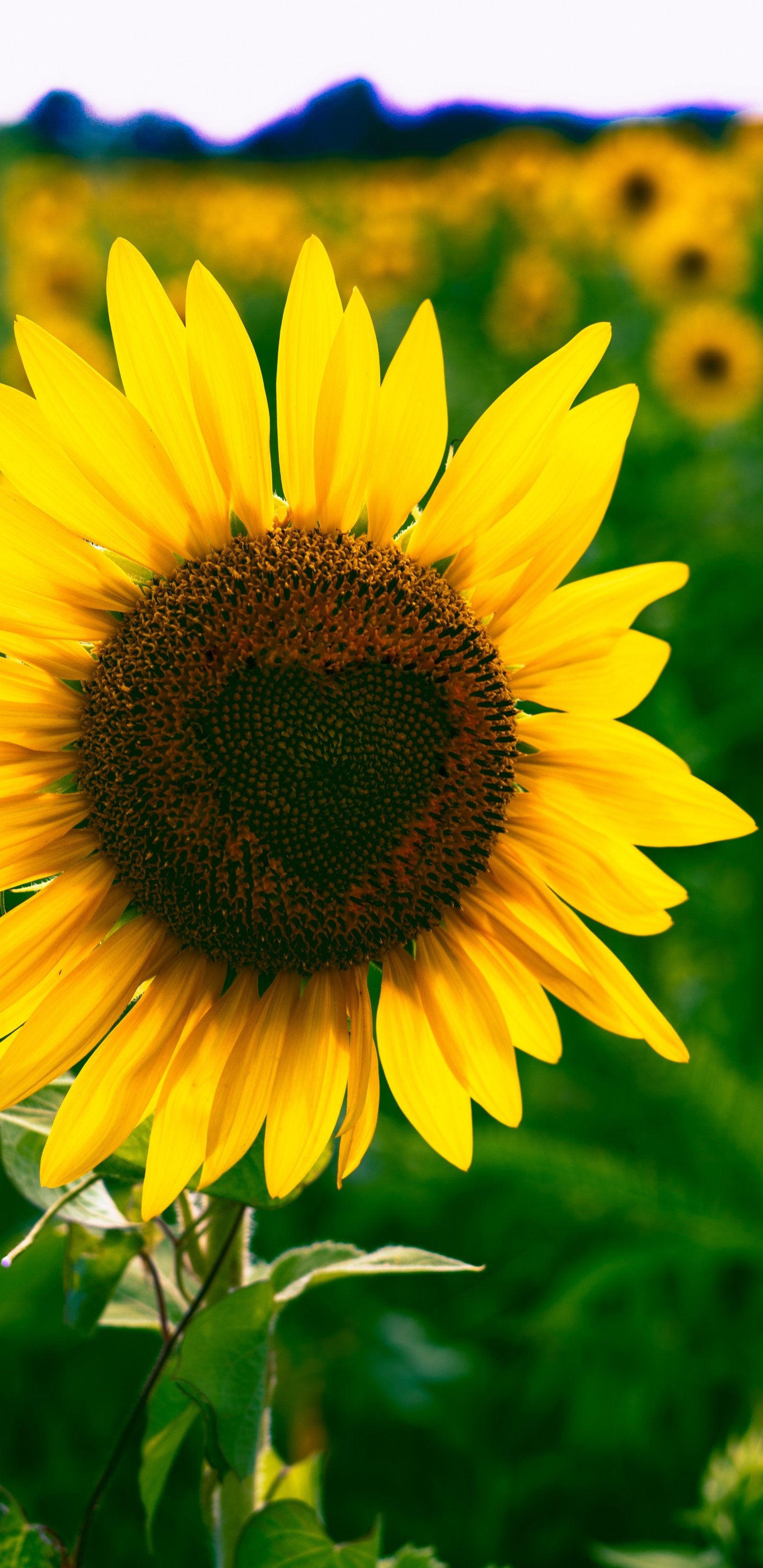 Обои цветок, цветковое растение, желтый, растение, лепесток в разрешении 1440x2960