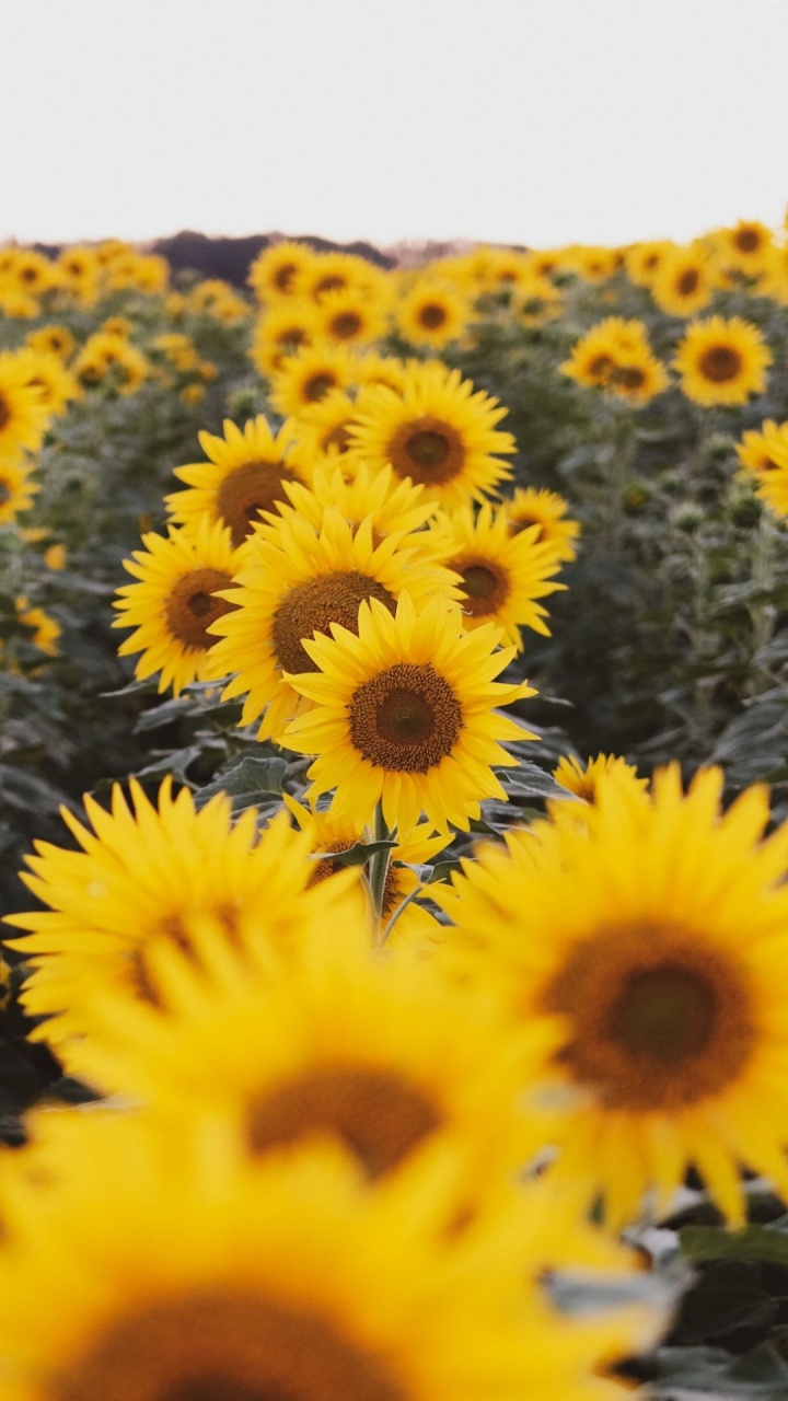 Обои потерянный в дикой природе, будка для поцелуев, цветок, растение, лепесток в разрешении 720x1280