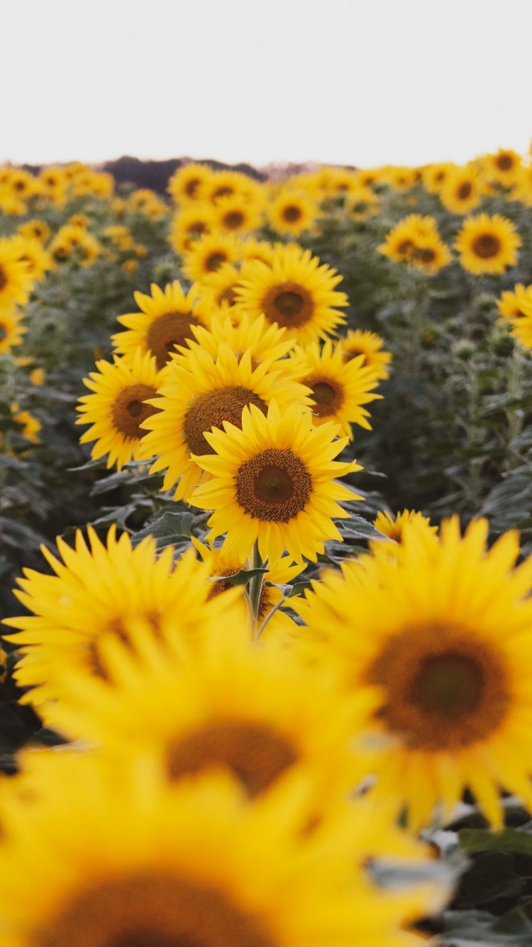 Обои потерянный в дикой природе, будка для поцелуев, цветок, растение, лепесток в разрешении 750x1334