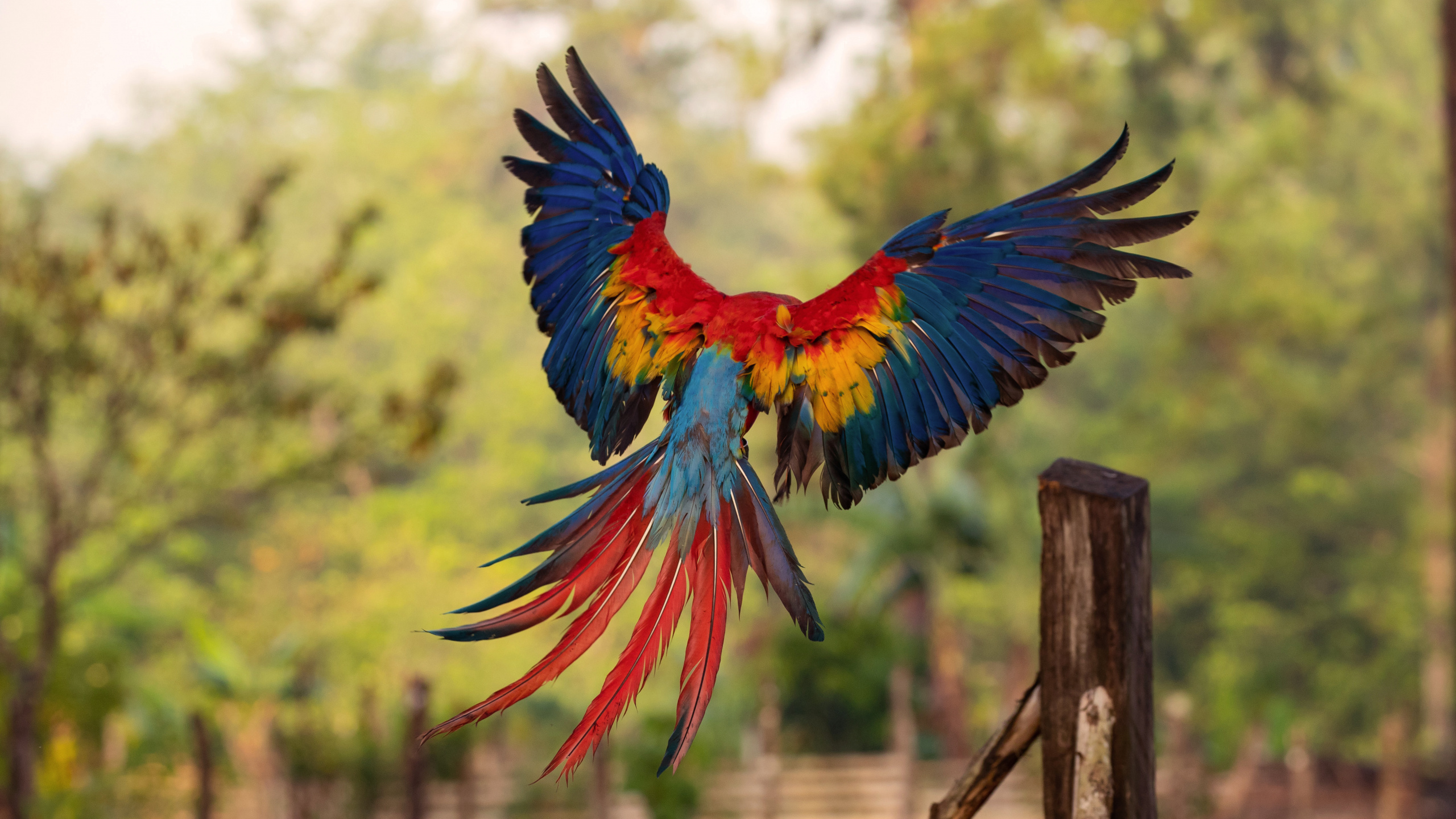 Обои Ара, клюв, птица, попугай, крыло в разрешении 2560x1440