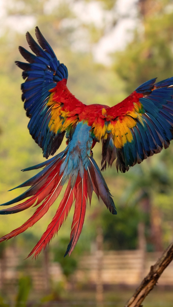 Обои Ара, клюв, птица, попугай, крыло в разрешении 720x1280