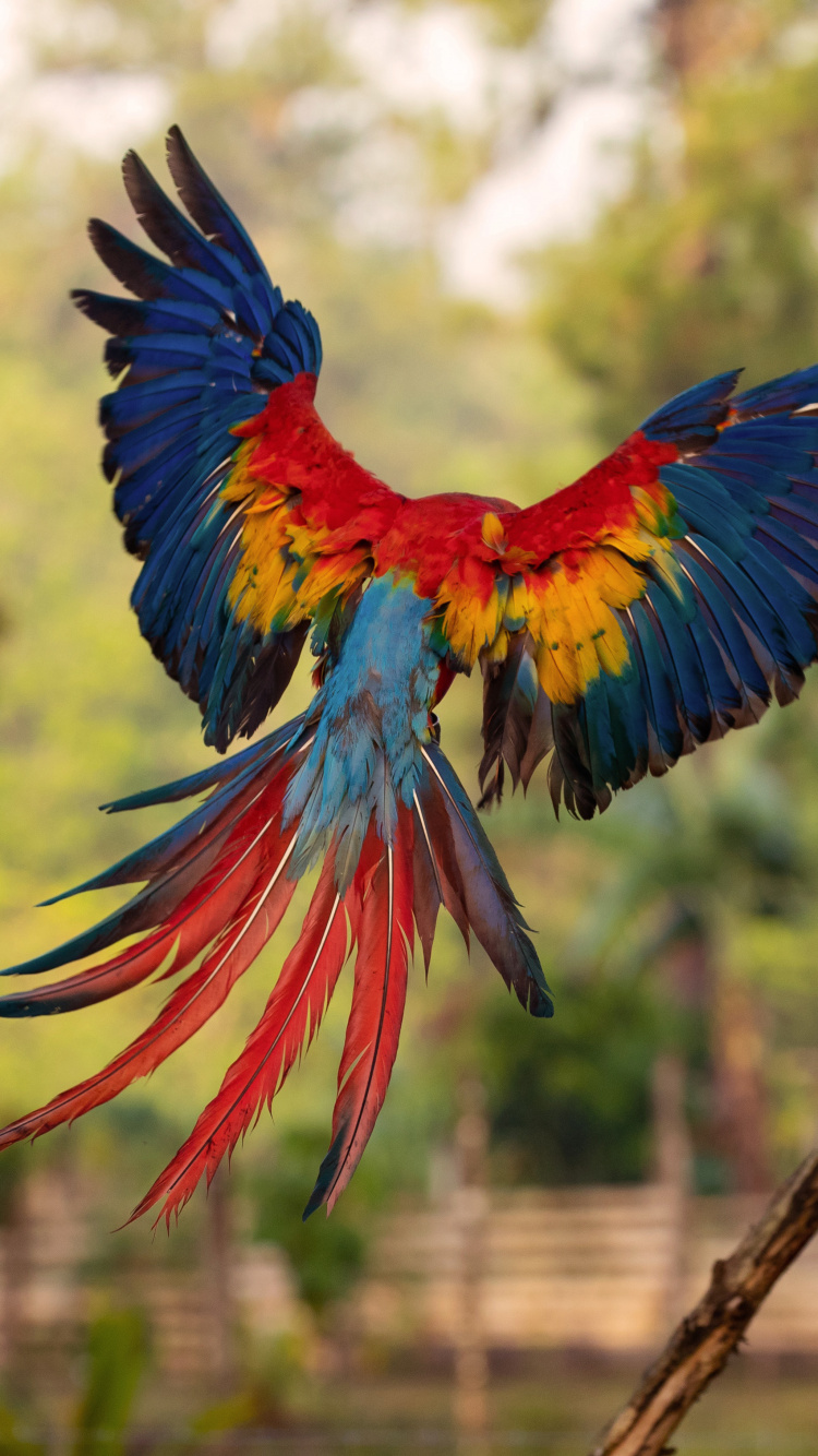 Обои Ара, клюв, птица, попугай, крыло в разрешении 750x1334