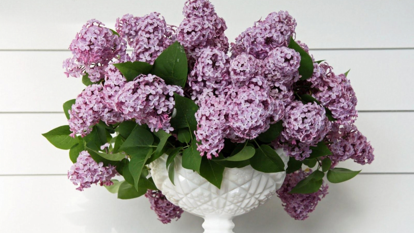 Обои ваза, цветочный букет, цветочный дизайн, пурпур, цветочный горшок в разрешении 1366x768