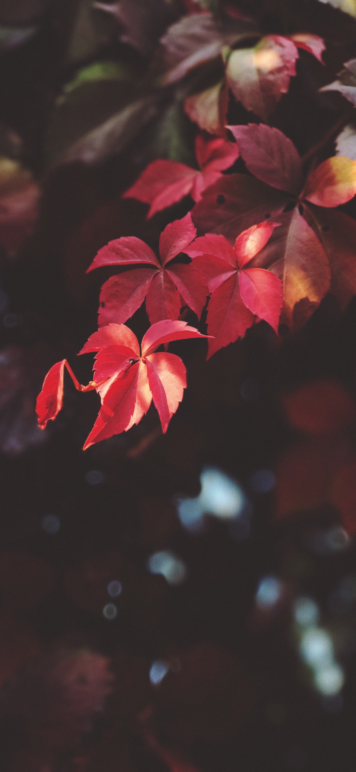 Обои красный цвет, лист, цветок, лепесток, розовый в разрешении 1242x2688