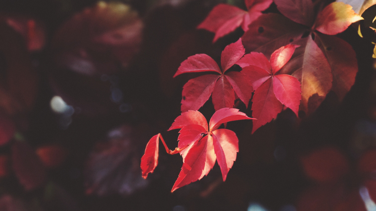 Обои красный цвет, лист, цветок, лепесток, розовый в разрешении 1280x720