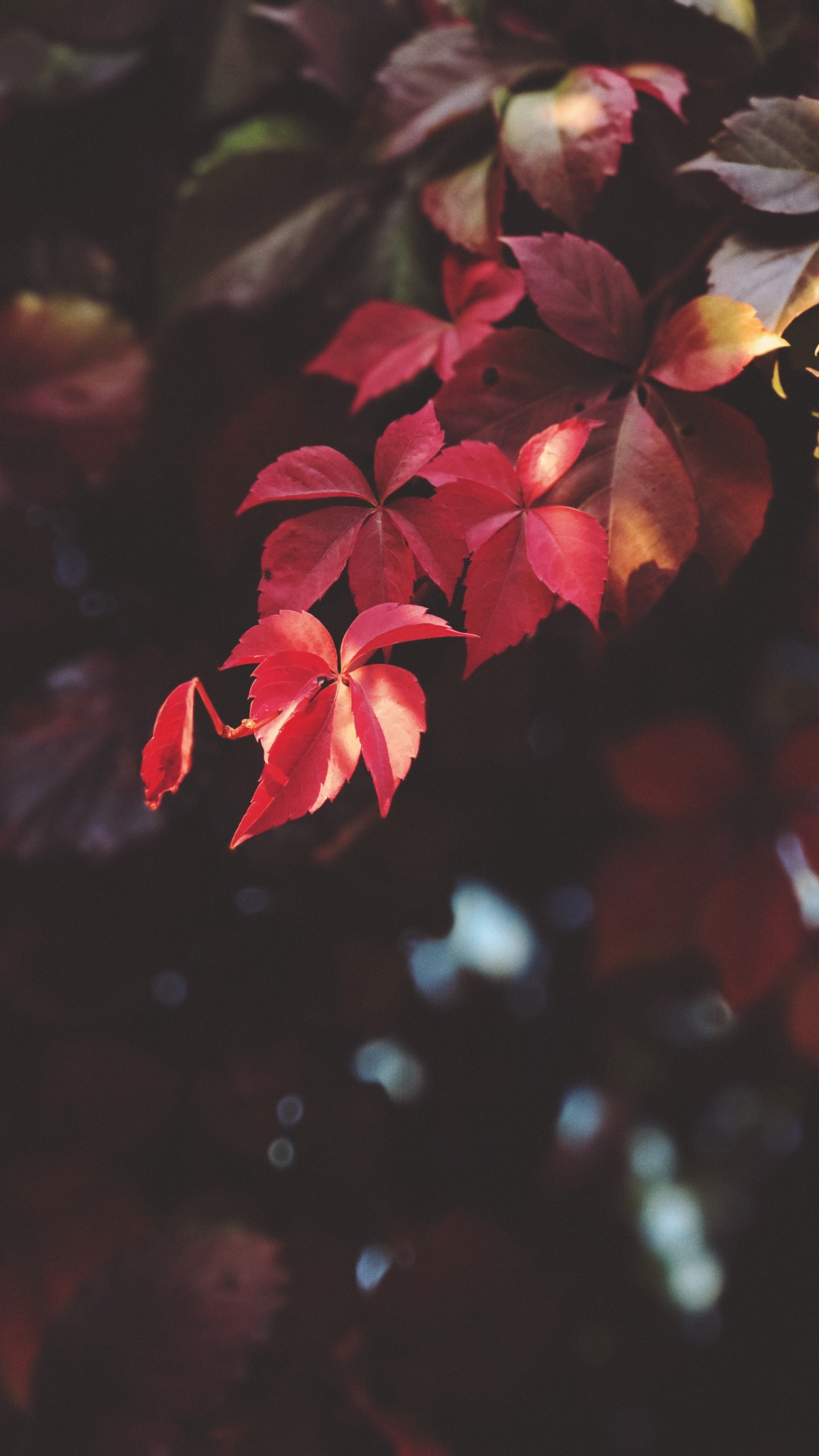 Обои красный цвет, лист, цветок, лепесток, розовый в разрешении 1440x2560