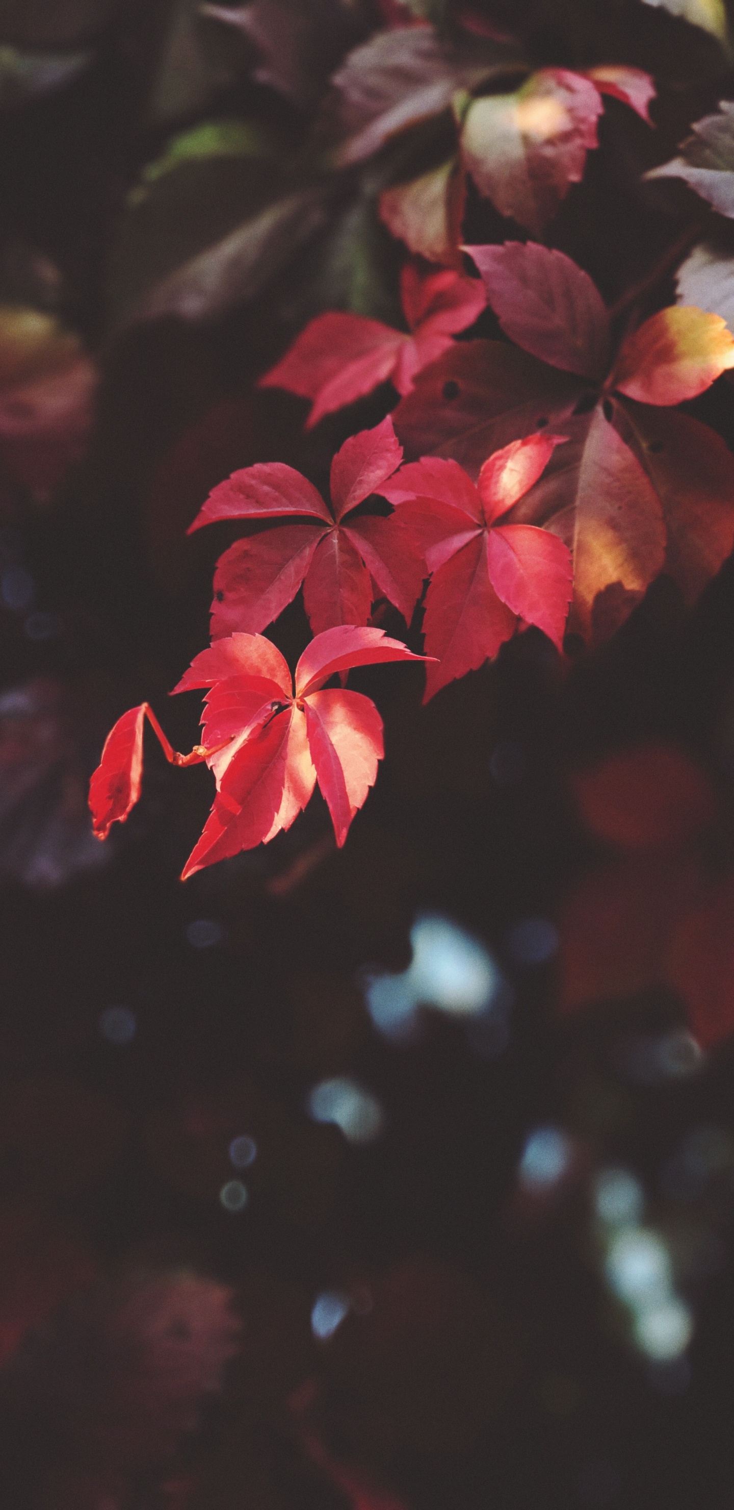 Обои красный цвет, лист, цветок, лепесток, розовый в разрешении 1440x2960