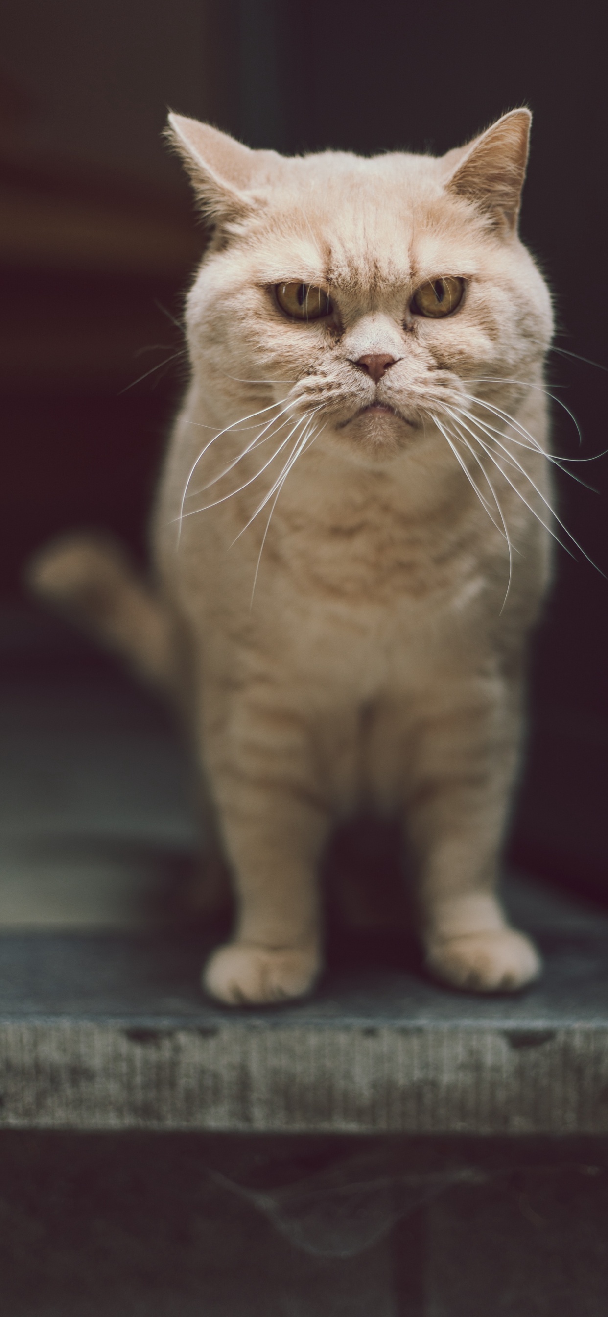 Обои кот, бакенбарды, британская короткошерстная, экзотические короткошерстные, британская полу длинношерстная в разрешении 1242x2688