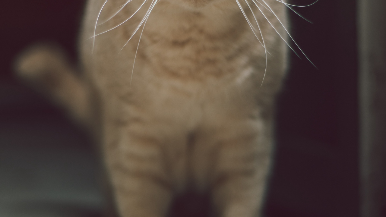 Обои кот, бакенбарды, британская короткошерстная, экзотические короткошерстные, британская полу длинношерстная в разрешении 1280x720