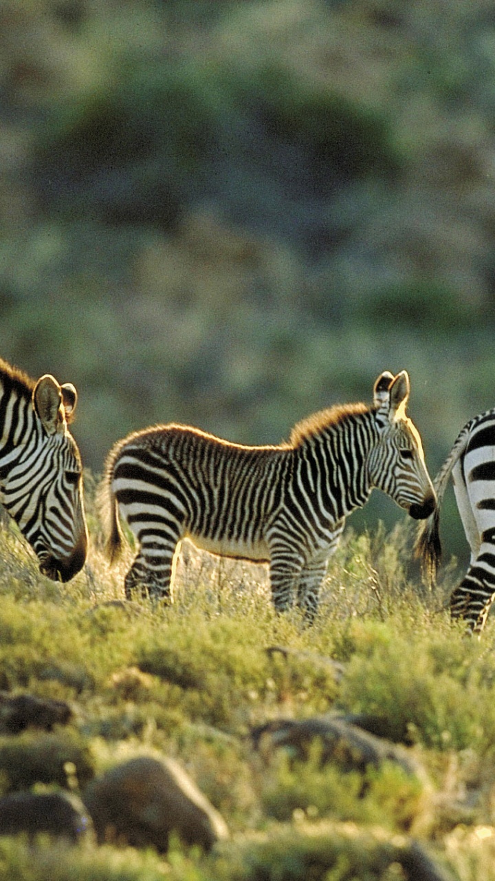 Обои зебра, природный заповедник, живая природа, наземные животные, сенокосное угодье в разрешении 720x1280