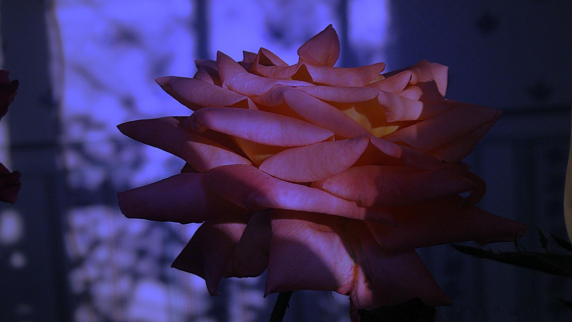 Обои Роза, лепесток, свет, растение, тьма в разрешении 1920x1080