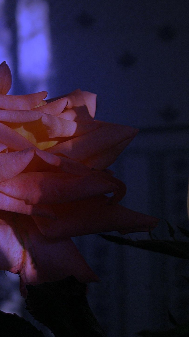 Обои Роза, лепесток, свет, растение, тьма в разрешении 720x1280