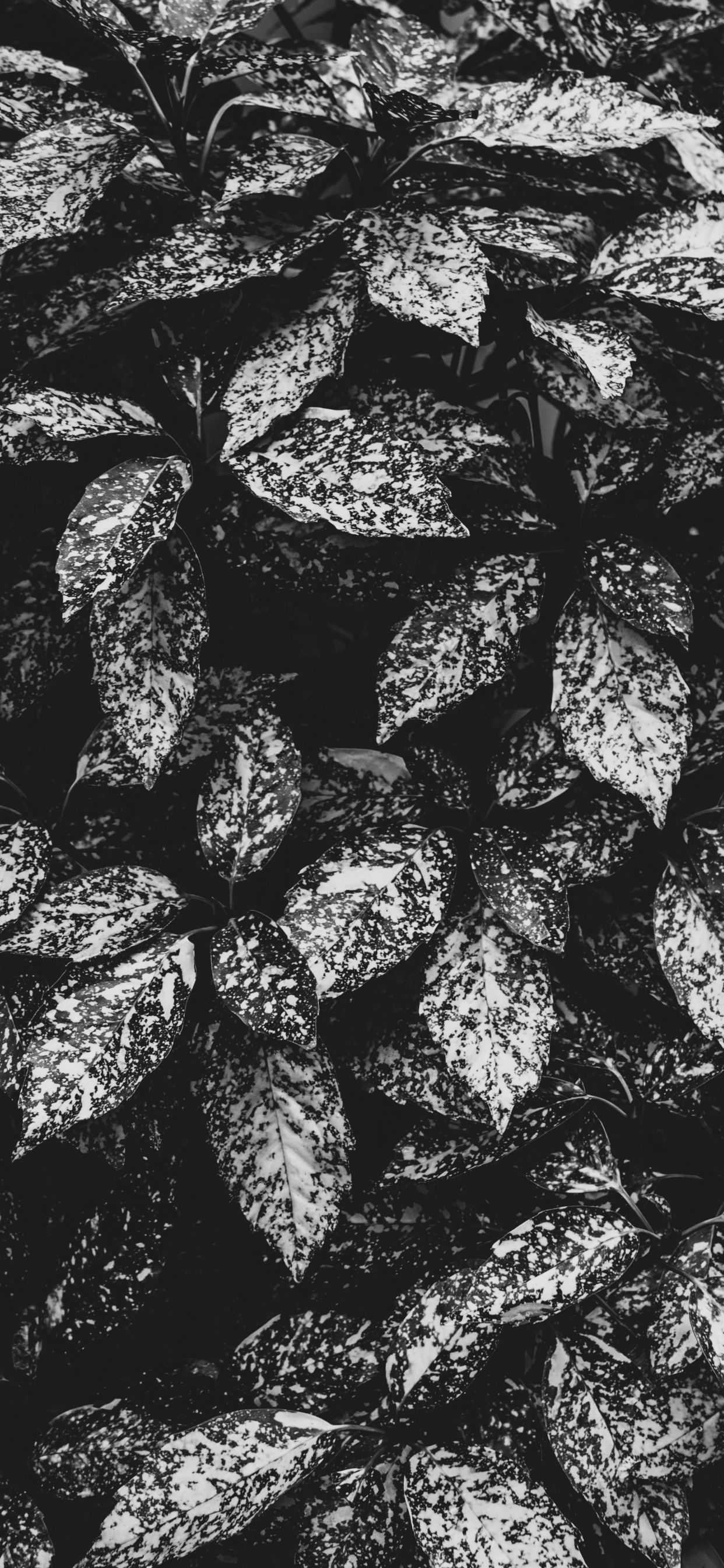 Обои монохромный, дизайн, ткань, черный и белый, Амстердам в разрешении 1242x2688