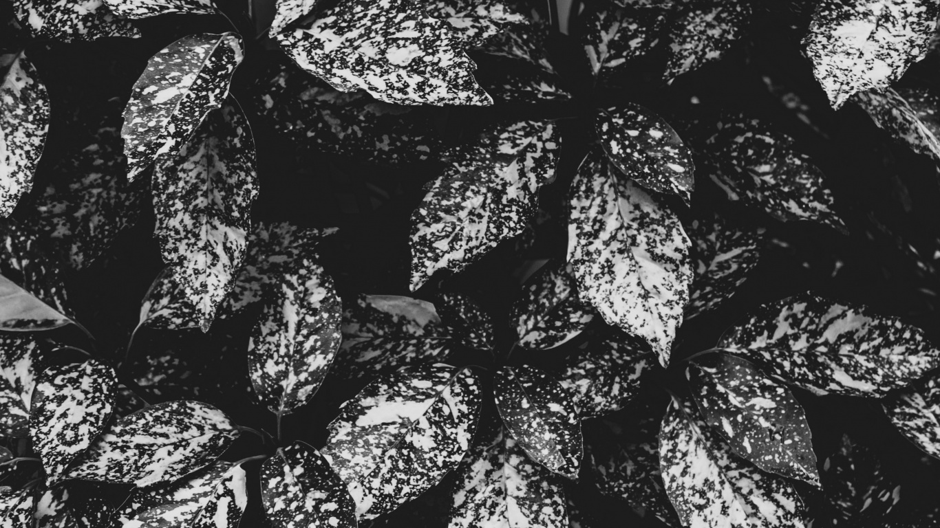 Обои монохромный, дизайн, ткань, черный и белый, Амстердам в разрешении 1366x768