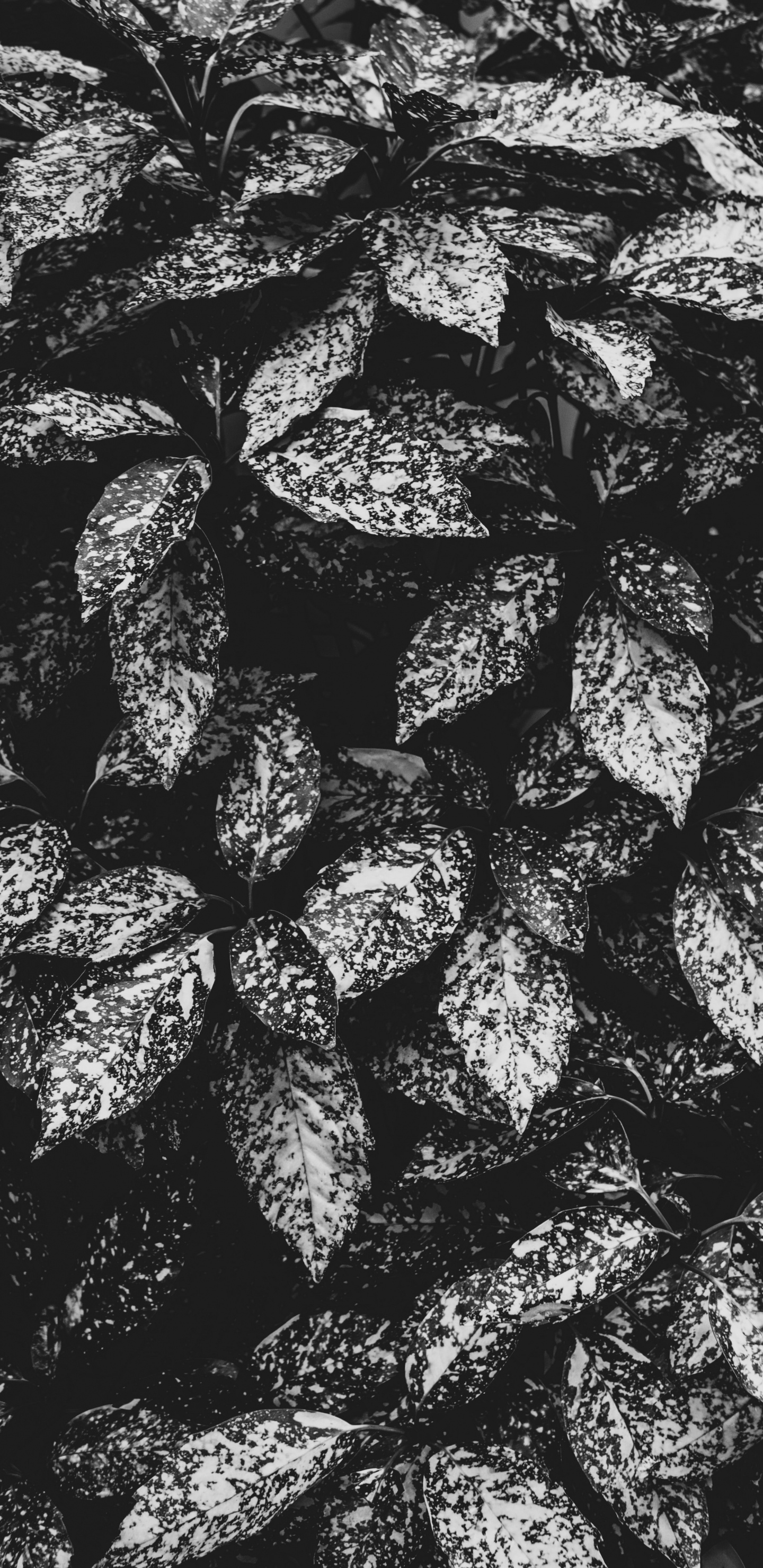 Обои монохромный, дизайн, ткань, черный и белый, Амстердам в разрешении 1440x2960