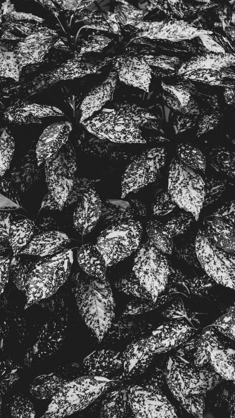 Обои монохромный, дизайн, ткань, черный и белый, Амстердам в разрешении 750x1334