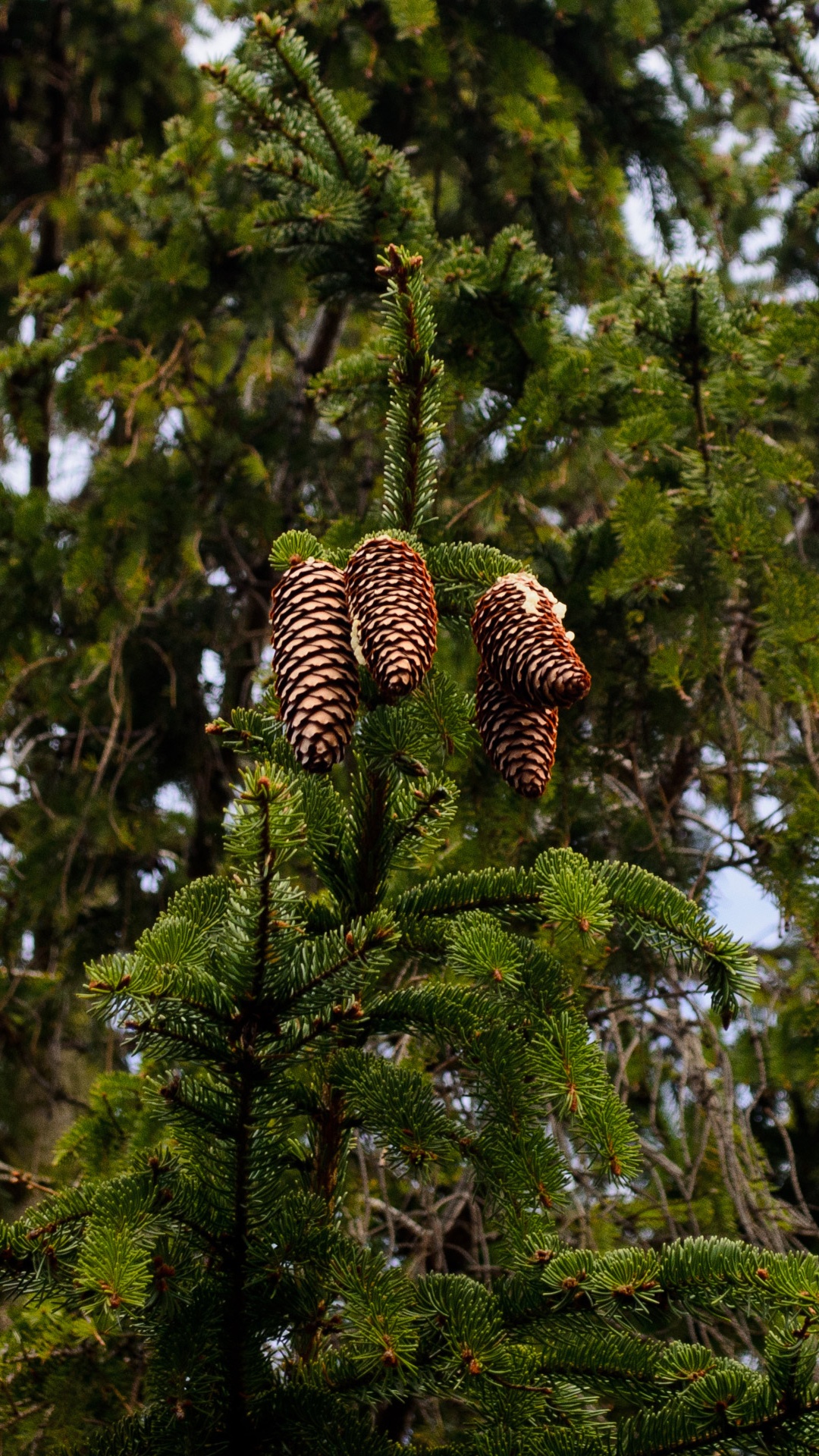 Обои дерево, ветвь, ель, зеленый, хвойные конуса в разрешении 1080x1920