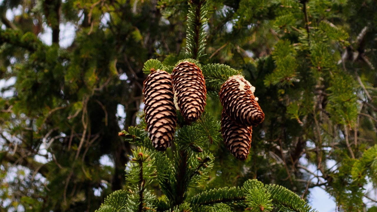 Обои дерево, ветвь, ель, зеленый, хвойные конуса в разрешении 1280x720