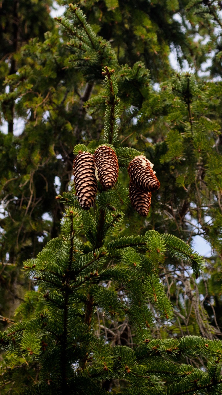 Обои дерево, ветвь, ель, зеленый, хвойные конуса в разрешении 720x1280
