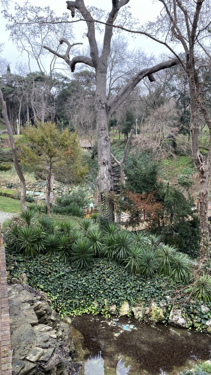 Обои растительность, пейзаж, Ботанический сад, растение, вода в разрешении 720x1280